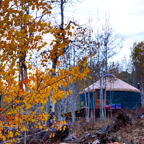 Golden Aspen Leaves Yurt